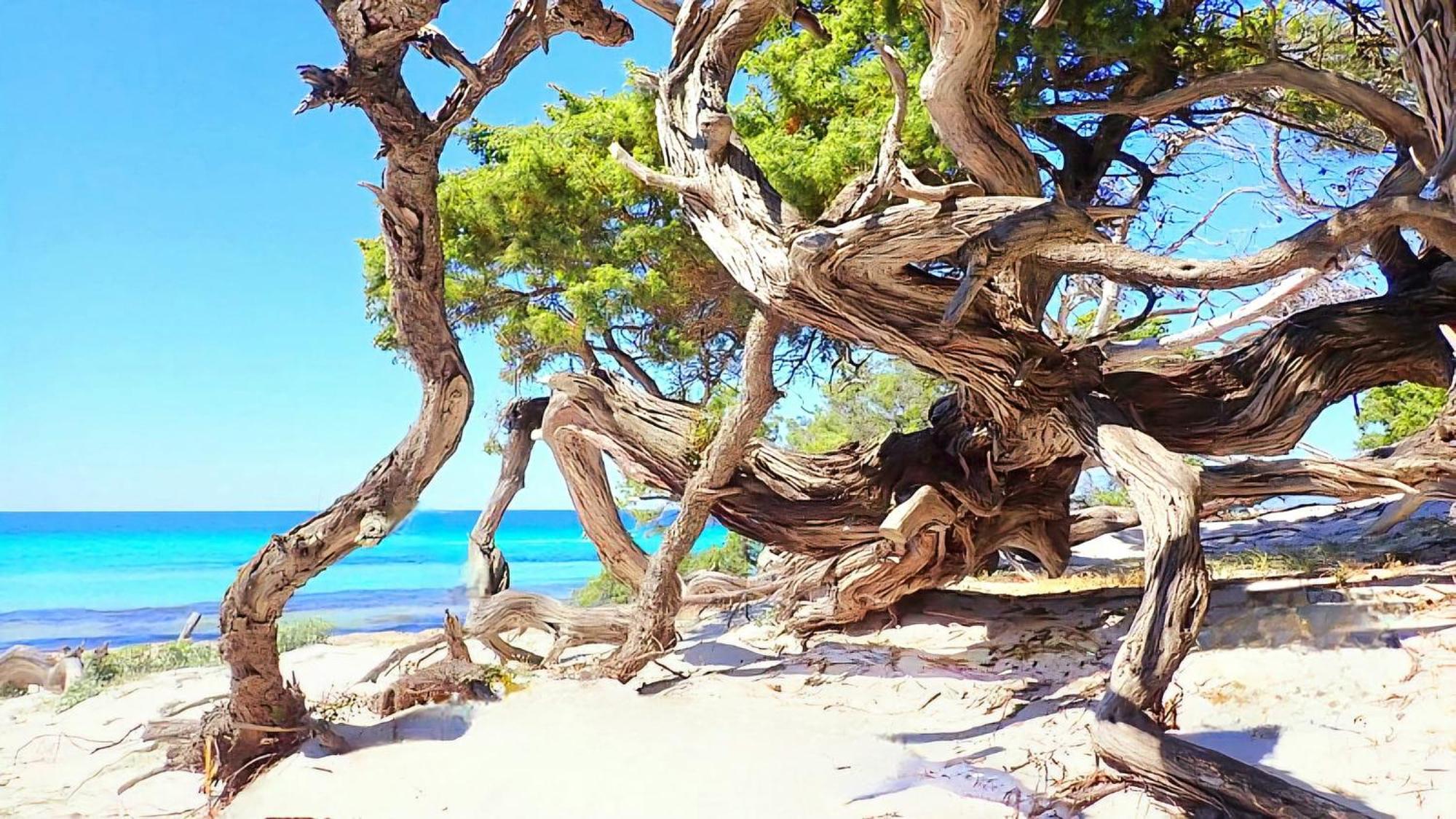 Appartement Vue Sur Mer Santa-Maria-di-Lota 外观 照片